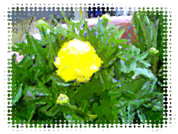 Lonely Marigold