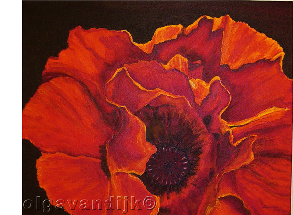 KLAPROOS© (Dutch for Poppy)