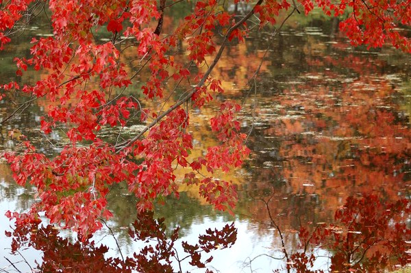 Fall In New England IV