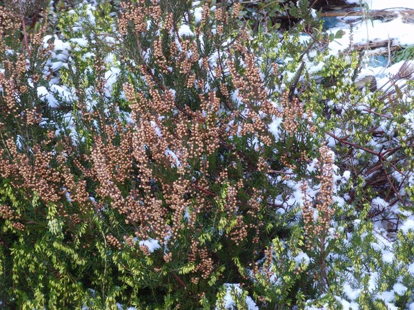 November Heather