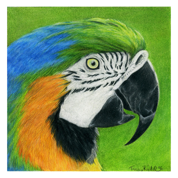 Parrot