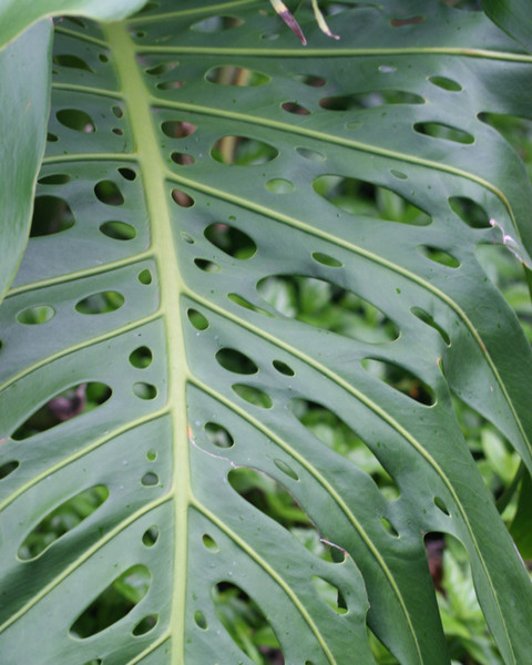 Leaf