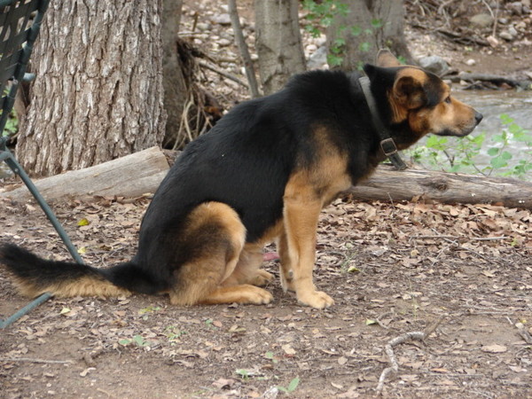 Hopper Our Dog
