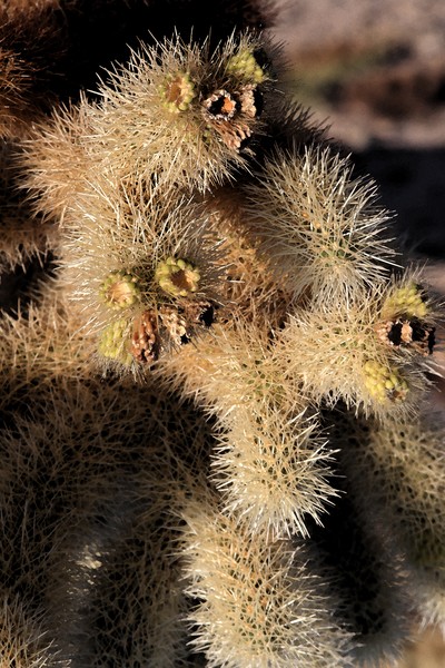 Cactus Closeup