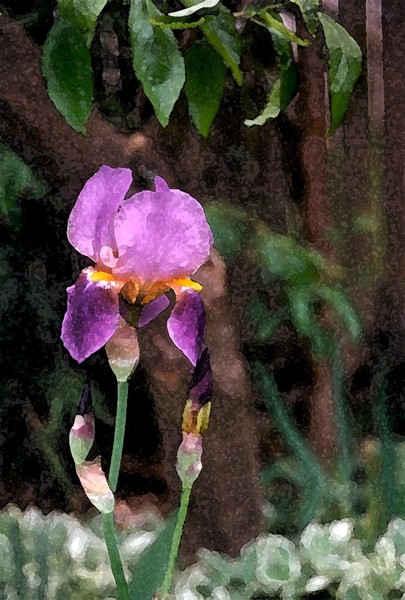 To the Iris