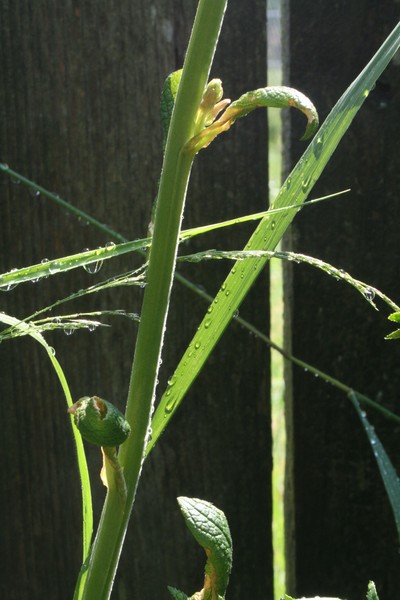 Blade of Grass with Water