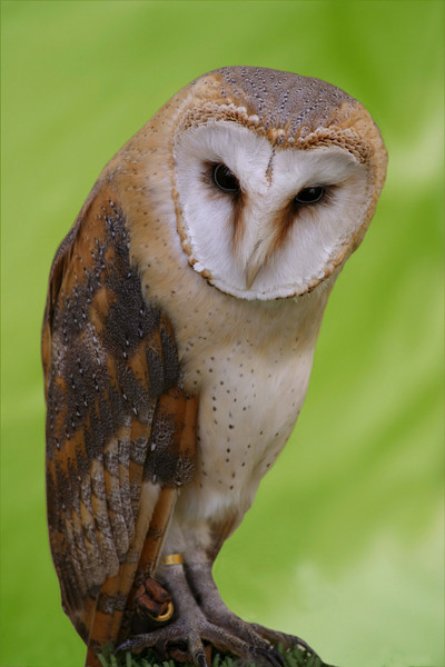bird