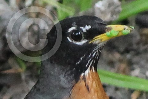 Robin