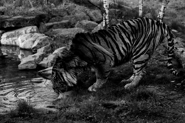 Irish Tiger - Grrrr