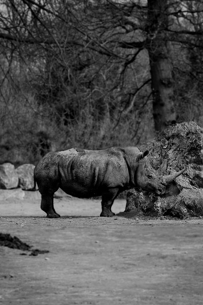 Rhino