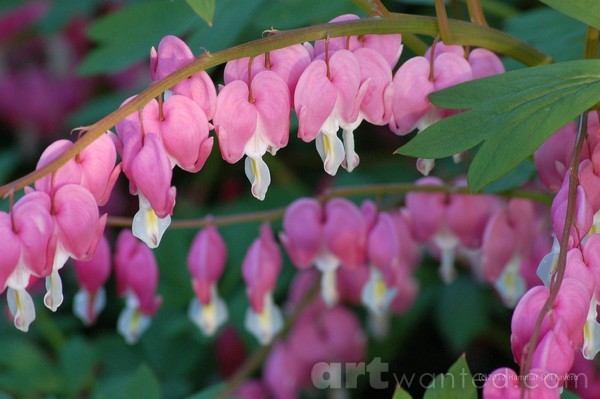 Bleeding Hearts Photo
