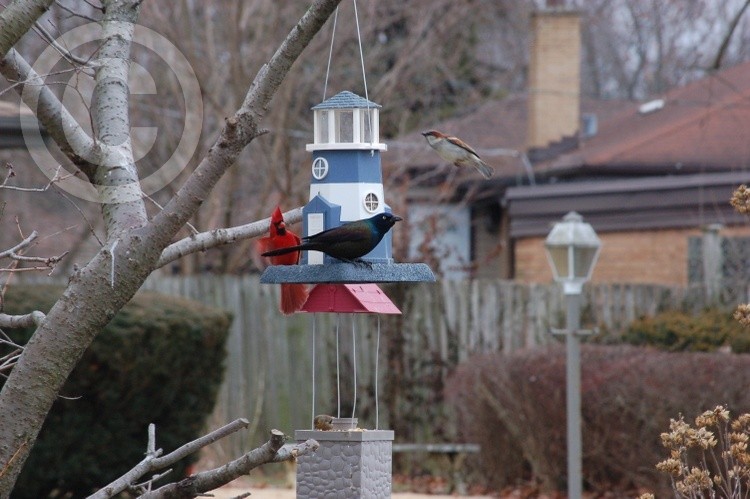 Starling Keeps Eye on Other Birds