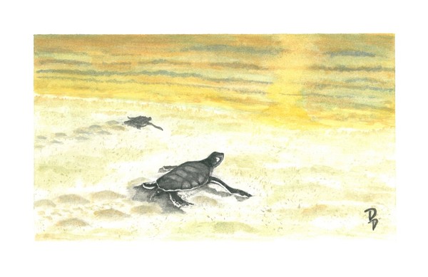 Sea Turtle 1 - Still few steps