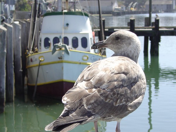 Seagull