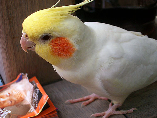 cashier bird