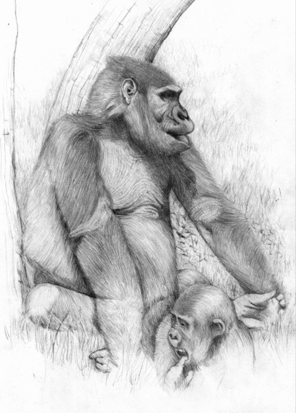 Gorilla with child