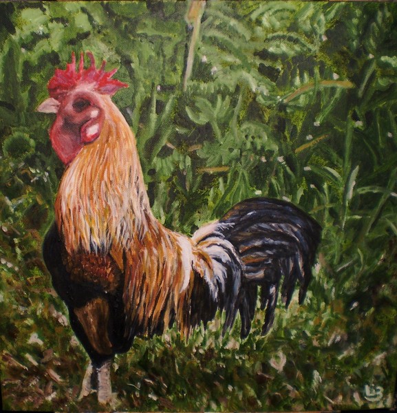 A Feral Rooster.