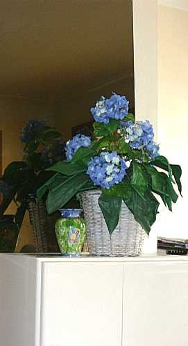 Hydrangea