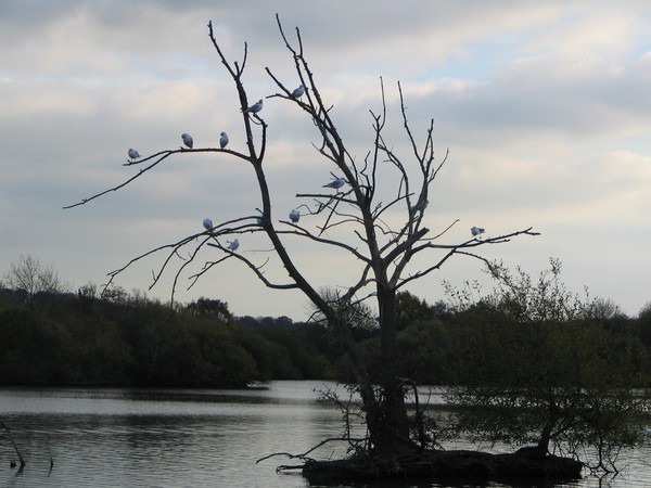 Attenborough Nature Reserve