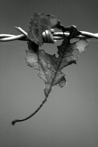 Captured