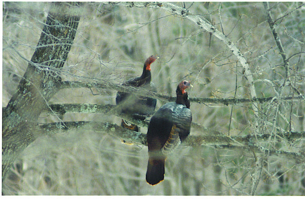 WILD TURKEYS IN A TREE