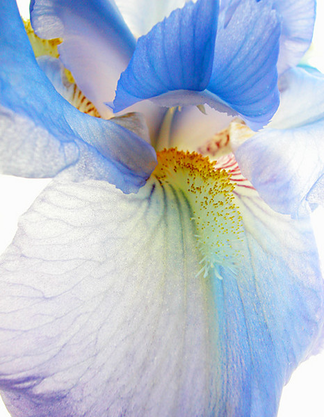 Sweet baby Blue Of Spring