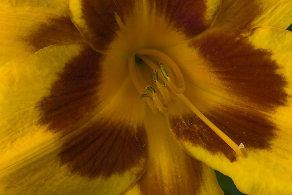 Star Burst