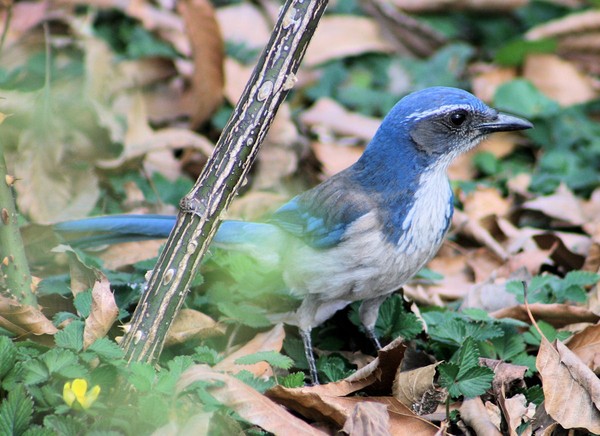 Scrub Jay