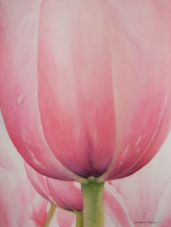 tulip