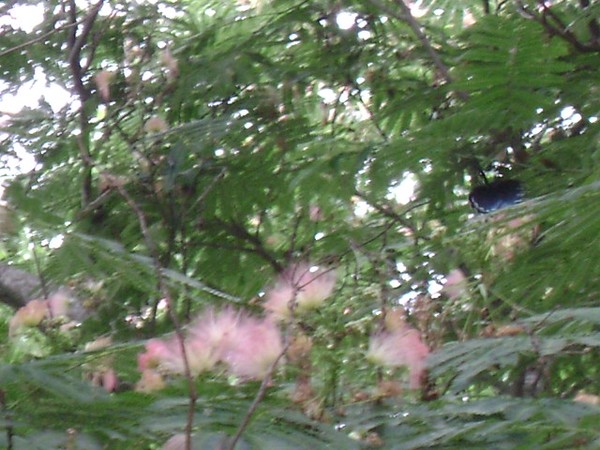 Mamosa in bloom