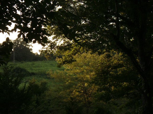 Sun in the trees
