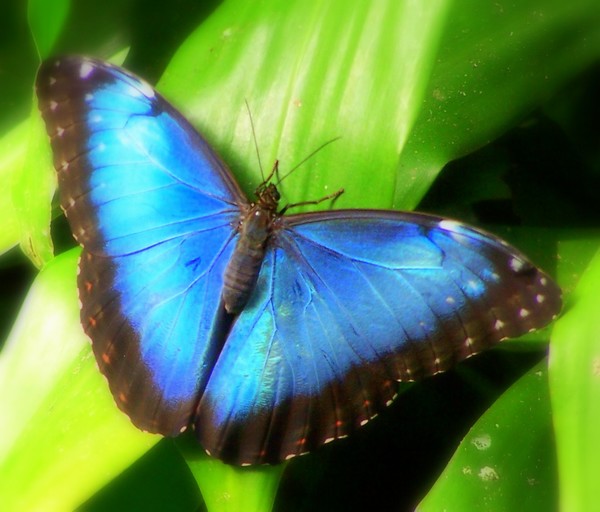 beautiful blue