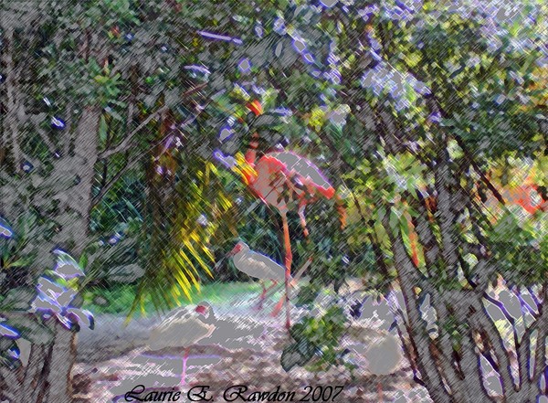 Hidden Flamingo