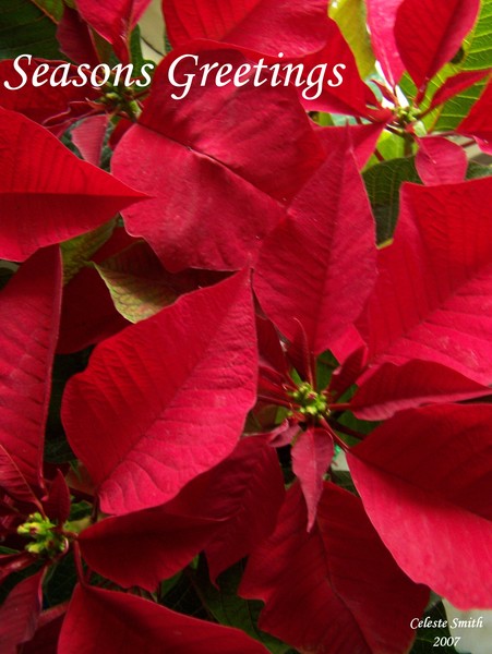 Seasons Greetings