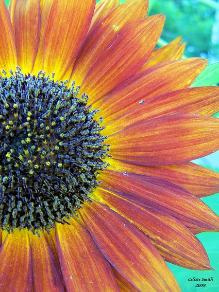 Bursting with life