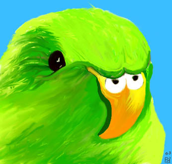 Budgie