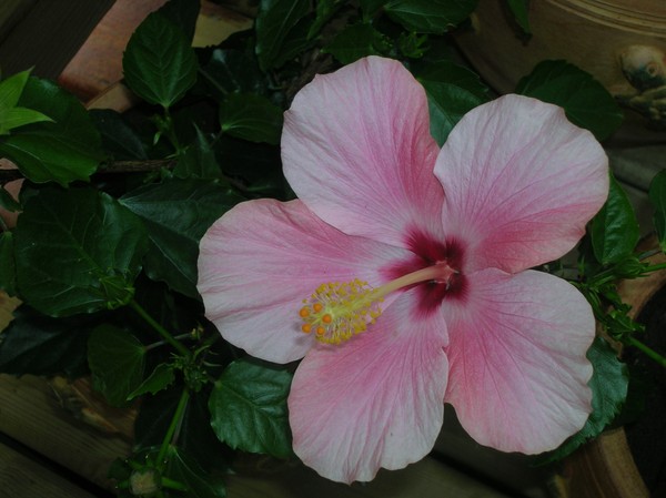 In Bloom