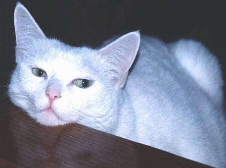 Tabitha, the little white witch.