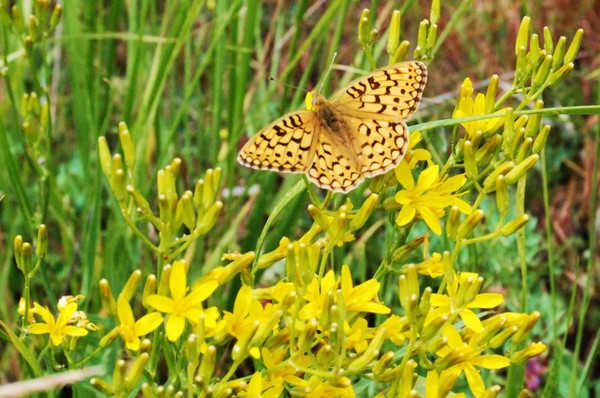 amarillo