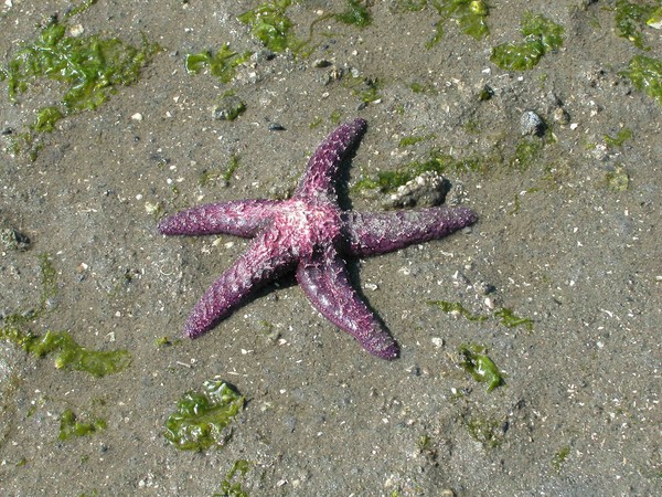 Starfish at low tide