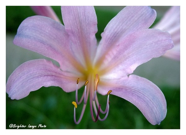 Belladonna Lily