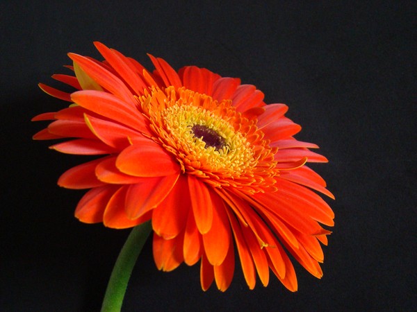 Gerbera