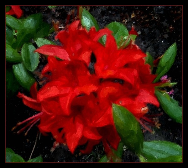 Red Flowers