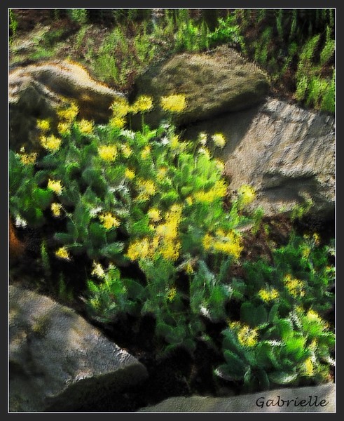 Yellow Flowers