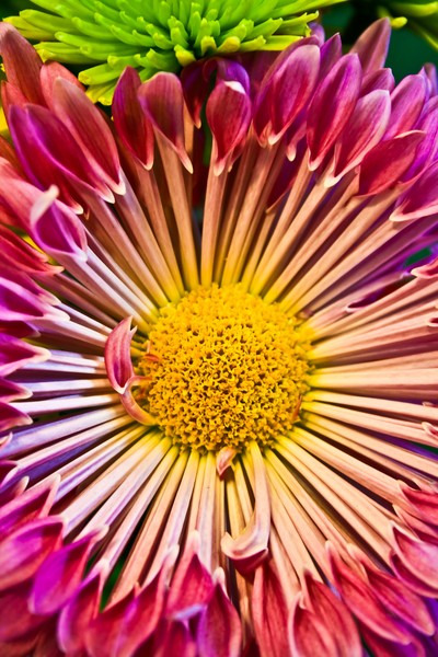 Radiating Blossom