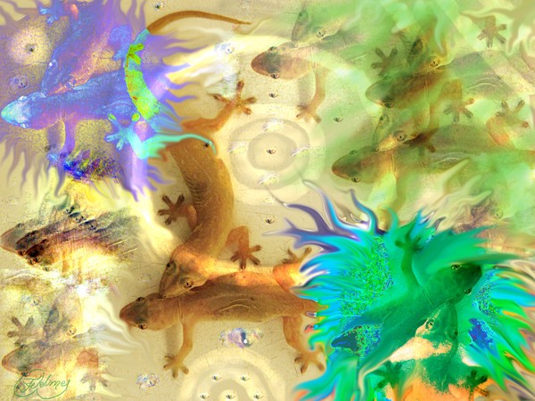 Attraction Geckos