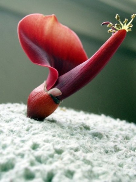 red flower