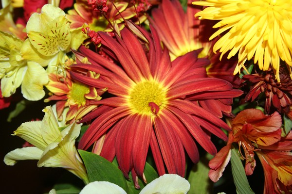 Vivid and Beautiful
