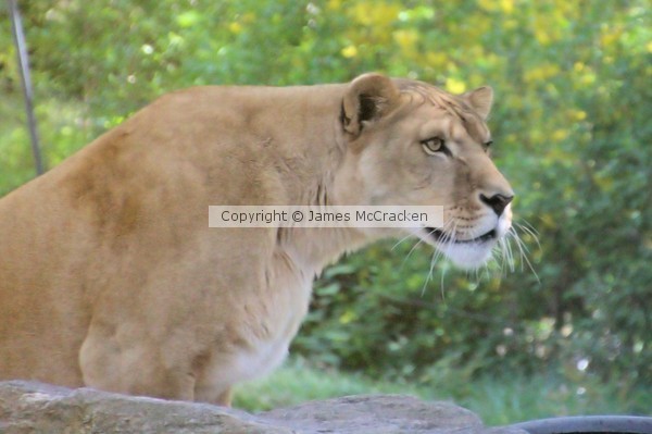 Queen of the Jungle