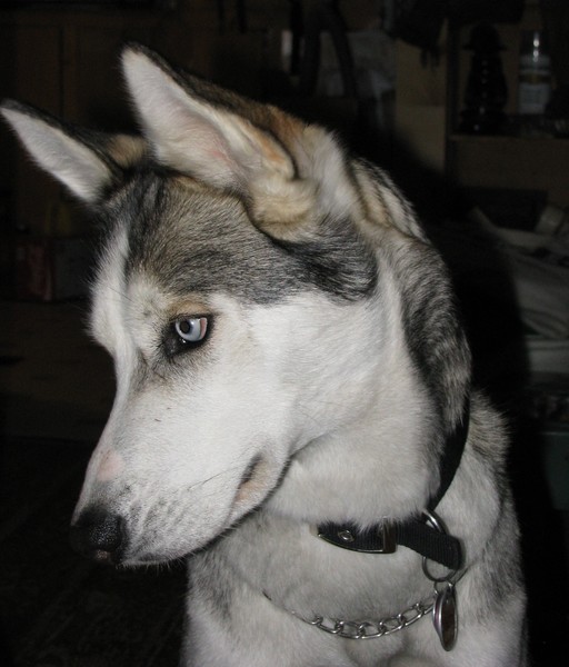 Ghani_cropped_side